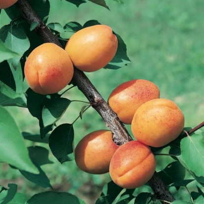 Tyrinthos - Prunus Armeniaca - Albero - Vaso 24 cm 9.5 - H 150/170 - C 8/10